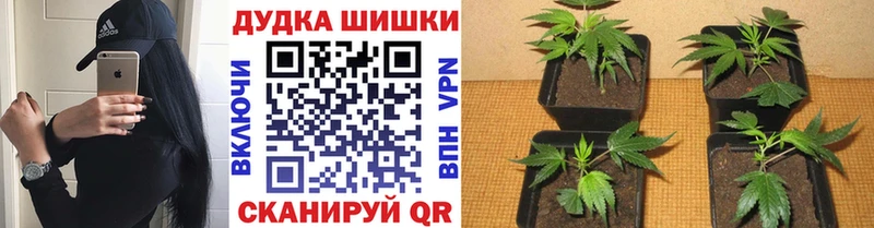где купить наркоту  Пугачёв  МАРИХУАНА планчик 